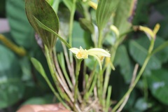 Sobralia fragrans