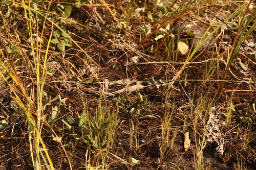Panicum philadelphicum, photograph 1
