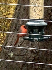 Cardinalis cardinalis cardinalis