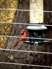 Cardinalis cardinalis cardinalis