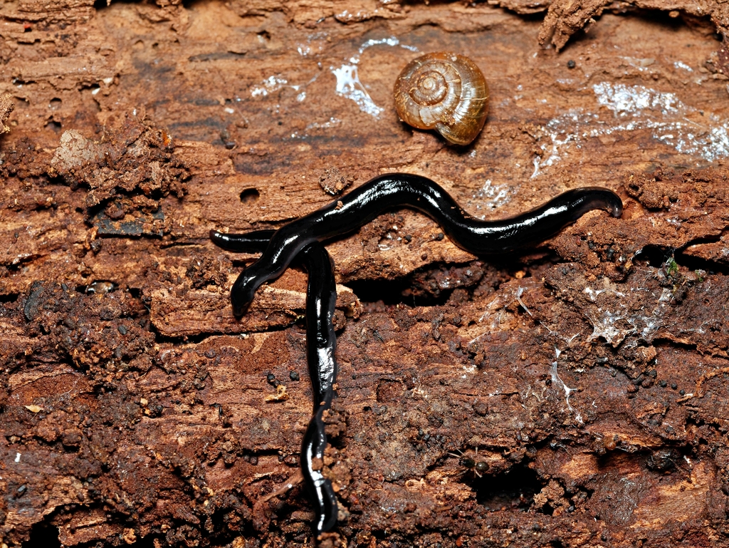 Black Planarian