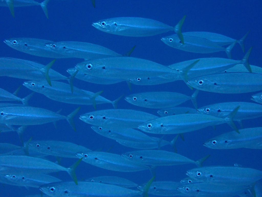 Cigarfish (Decapterus macarellus)