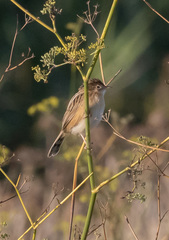 Cisticola juncidis