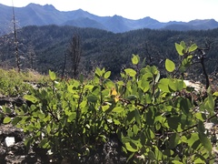 Arctostaphylos patula
