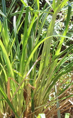 Cyperus dives