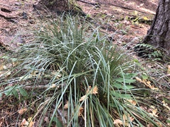 Xerophyllum tenax