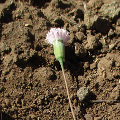 Emilia transvaalensis image