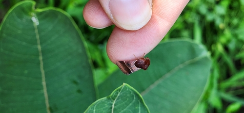 Arcigera Flower Moth photo 4