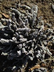 Anthacanthae