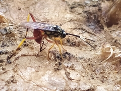 Ichneumonidae