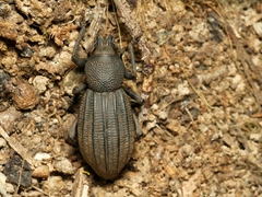 Talaurinus impressicollis