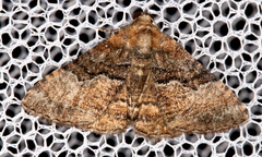 Aporoctena
