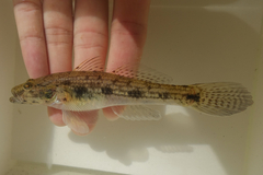 Coastal Tank Goby photo 1