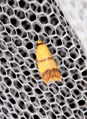 Heteroteucha translatella