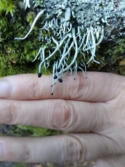 Pilophorus acicularis