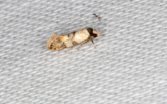 Euphiltra celeteria
