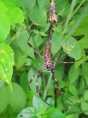 Trichonephila clavipes