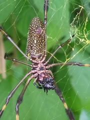 Trichonephila clavipes
