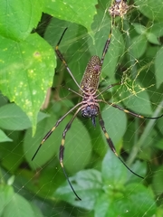 Trichonephila clavipes
