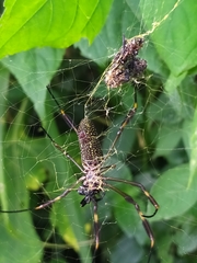 Trichonephila clavipes