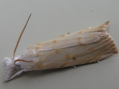 Calamotropha paludella