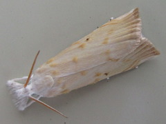 Calamotropha paludella