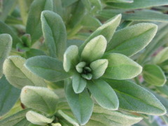 Tournefortia sibirica