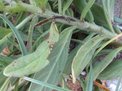 Tournefortia sibirica