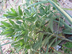 Tournefortia sibirica