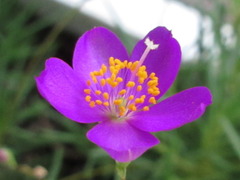 Phemeranthus calycinus