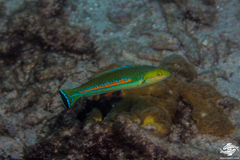African Pencil Wrasse photo 2