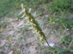 Ischaemum anthephoroides