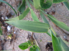 Ischaemum anthephoroides