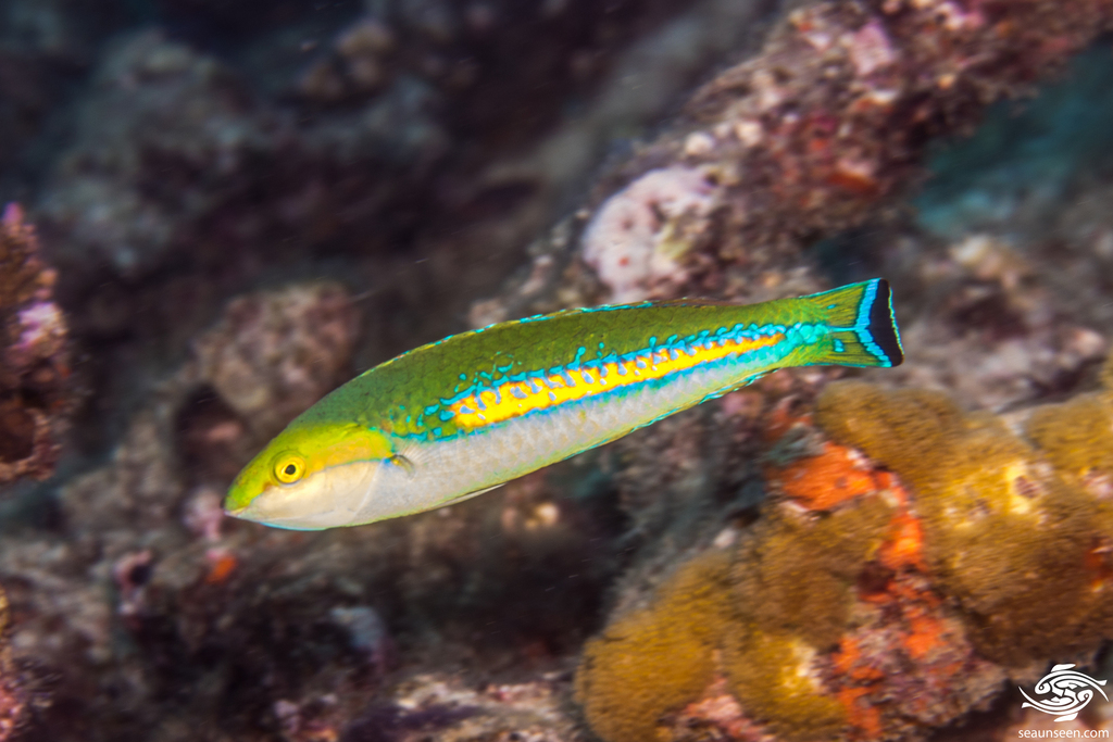 African Pencil Wrasse