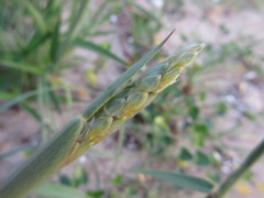 Ischaemum anthephoroides