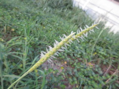 Ischaemum anthephoroides