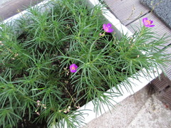 Phemeranthus calycinus