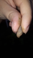 Bulimulus tenuissimus