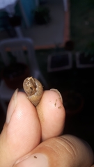 Bulimulus tenuissimus