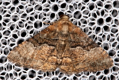 Aporoctena