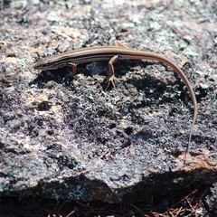 Ctenotus