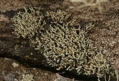 Lecanora phryganitis