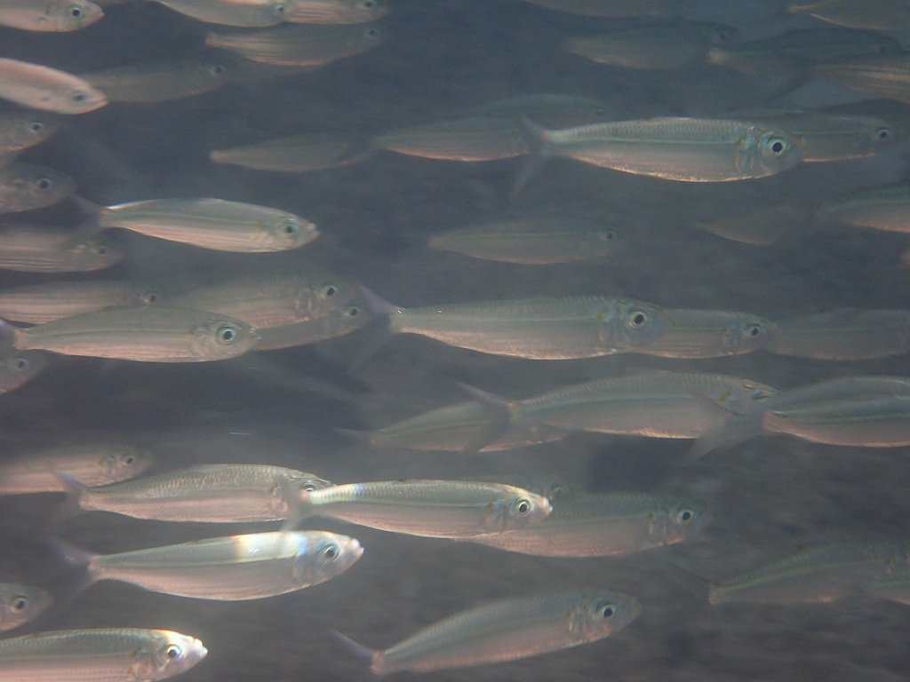Bluestripe herring (Herklotsichthys quadrimaculatus)