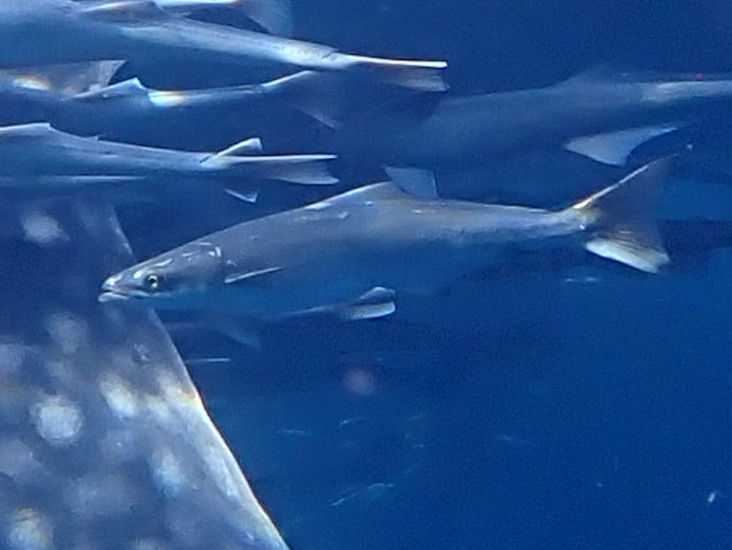 Black King (Rachycentron canadum)