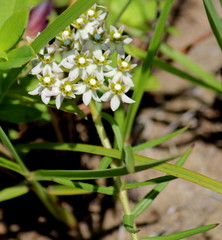 Asclepias flexuosa