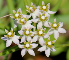 Asclepias flexuosa