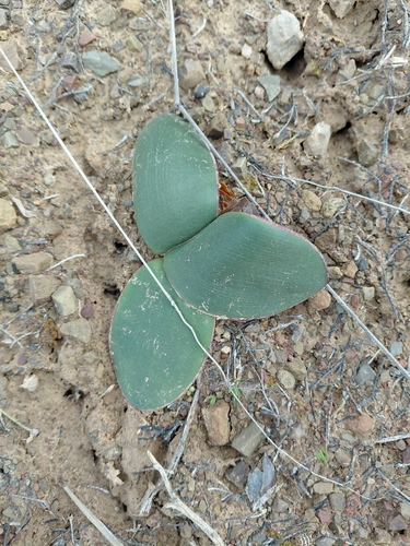 Brunsvigia comptonii