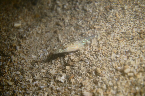 Trichonotus setiger observed 2025-08-09