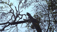 Melanerpes carolinus