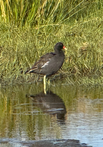 Common Moorhen